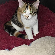 Cali is registered to the contest to win money with this photo: cat, calico, pet, feline, indoor, cushion, blanket, cozy, fur, whiskers, ears, tail, sitting, looking, animal, domestic, cute, soft, comfort, resting