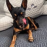 Choupette participe au concours pour gagner de l'argent avec cette photo : dog, small_dog, tongue_out, lying_down, plush_toy, gray_texture, indoor, cute, pet, animal, ears_up, black_dog, brown_dog, embroidery, soft_toy, cozy, funny_face, close_up, home, relaxed