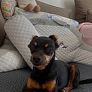 Choupette participe au concours pour gagner de l'argent avec cette photo : dog, small_dog, black_dog, tan_markings, couch, blanket, pillow, stuffed_animal, indoor, pet, relaxing, animal, cute, cozy, fur, companion, laying_down, home, decor, friendly