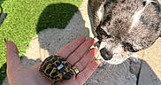 Paillette participe au concours pour gagner de l'argent avec cette photo : dog, turtle, hand, outdoor, sunlight, shadow, grass, pavement, curious, pet, animal, closeup, small, nature, brown, black, white, skin, bracelet, interaction