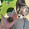 animal, black, bracelet, brown, closeup, curious, dog, grass, hand, interaction, nature, outdoor, pavement, pet, shadow, skin, small, sunlight, turtle, white