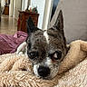 Paillette participe au concours pour gagner de l'argent avec cette photo : dog, pet, blanket, couch, indoor, cozy, fur, ears, face, animal, home, relaxing, snuggling, small_dog, looking, brown, white, furniture, floor, expression