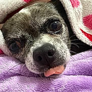 Paillette a rejoint le concours — aidez-le/la à gagner de superbes lots ! dog, face, tongue, blanket, fur, snuggled, cozy, cute, pet, closeup, soft, purple, white, pink, resting, animal, whiskers, sleepy, nose, warm