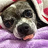 animal, blanket, closeup, cozy, cute, dog, face, fur, nose, pet, pink, purple, resting, sleepy, snuggled, soft, tongue, warm, whiskers, white