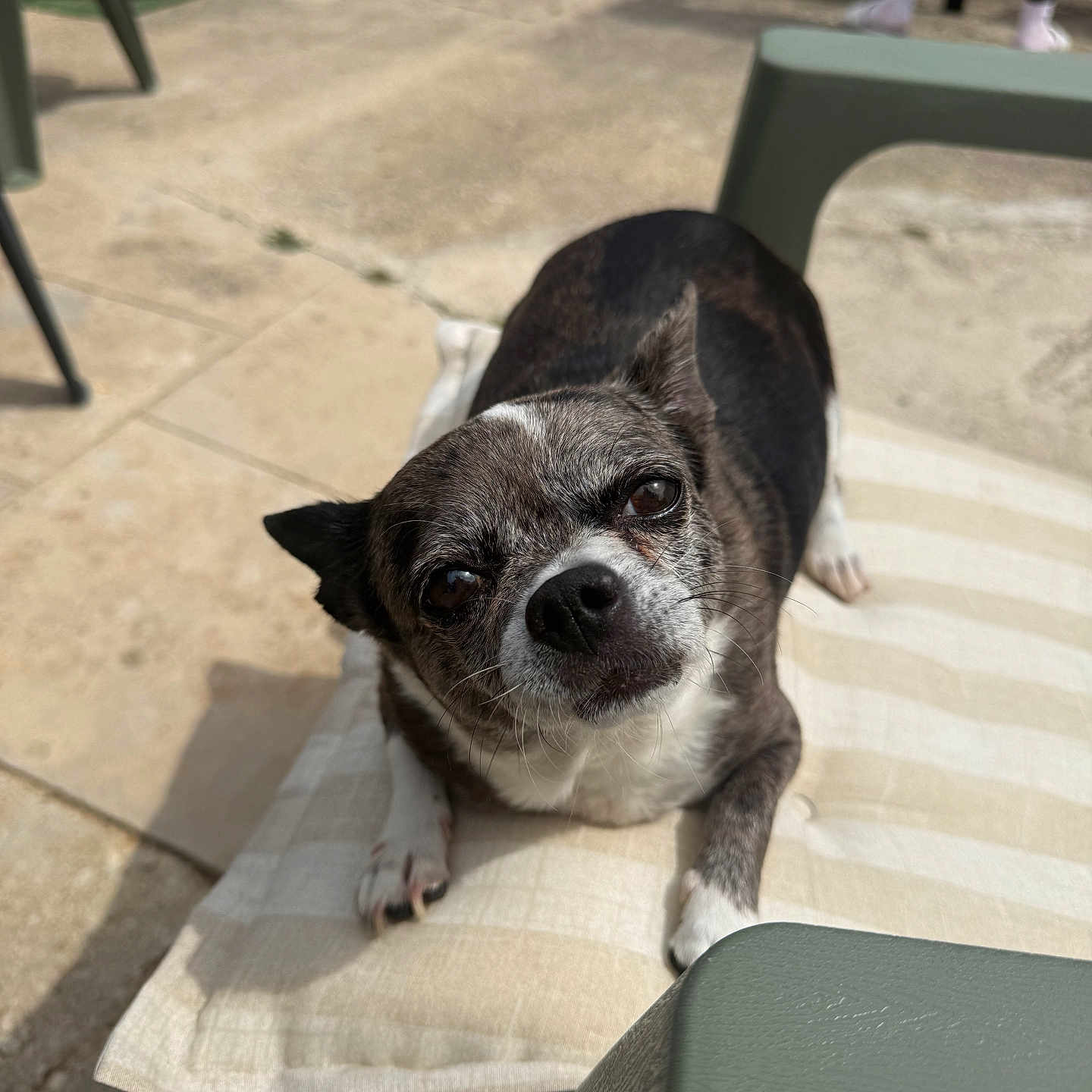 Paillette a rejoint le concours — aidez-le/la à gagner de superbes lots ! dog, pet, outdoor, cushion, patio, sunlight, furniture, small_dog, black_and_white, curious, relaxed, shade, concrete, paw, snout, ears, animal, companion, domestic, resting