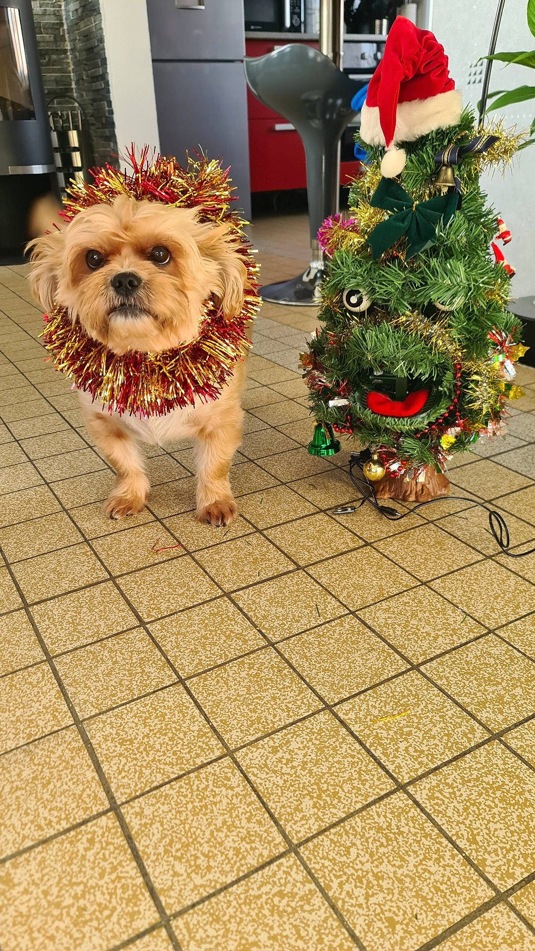 Léo participe au concours pour gagner de l'argent avec cette photo : accessories, animal, canine, clothing, costume, dog, face, flower, flowerarrangement, head, person, pet, photography, plant, portrait, pottedplant, puppy, terrier, tree, whitedog