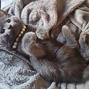 Willow is registered to the contest to win money with this photo: kitten, cat, gray_fur, beads, necklace, blanket, cozy, soft_texture, pet, animal, cute, lying_down, indoor, fur, whiskers, paws, relaxed, closeup, sleepy, domestic_animal