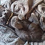 kitten, cat, gray_fur, beads, necklace, blanket, cozy, soft_texture, pet, animal, cute, lying_down, indoor, fur, whiskers, paws, relaxed, closeup, sleepy, domestic_animal