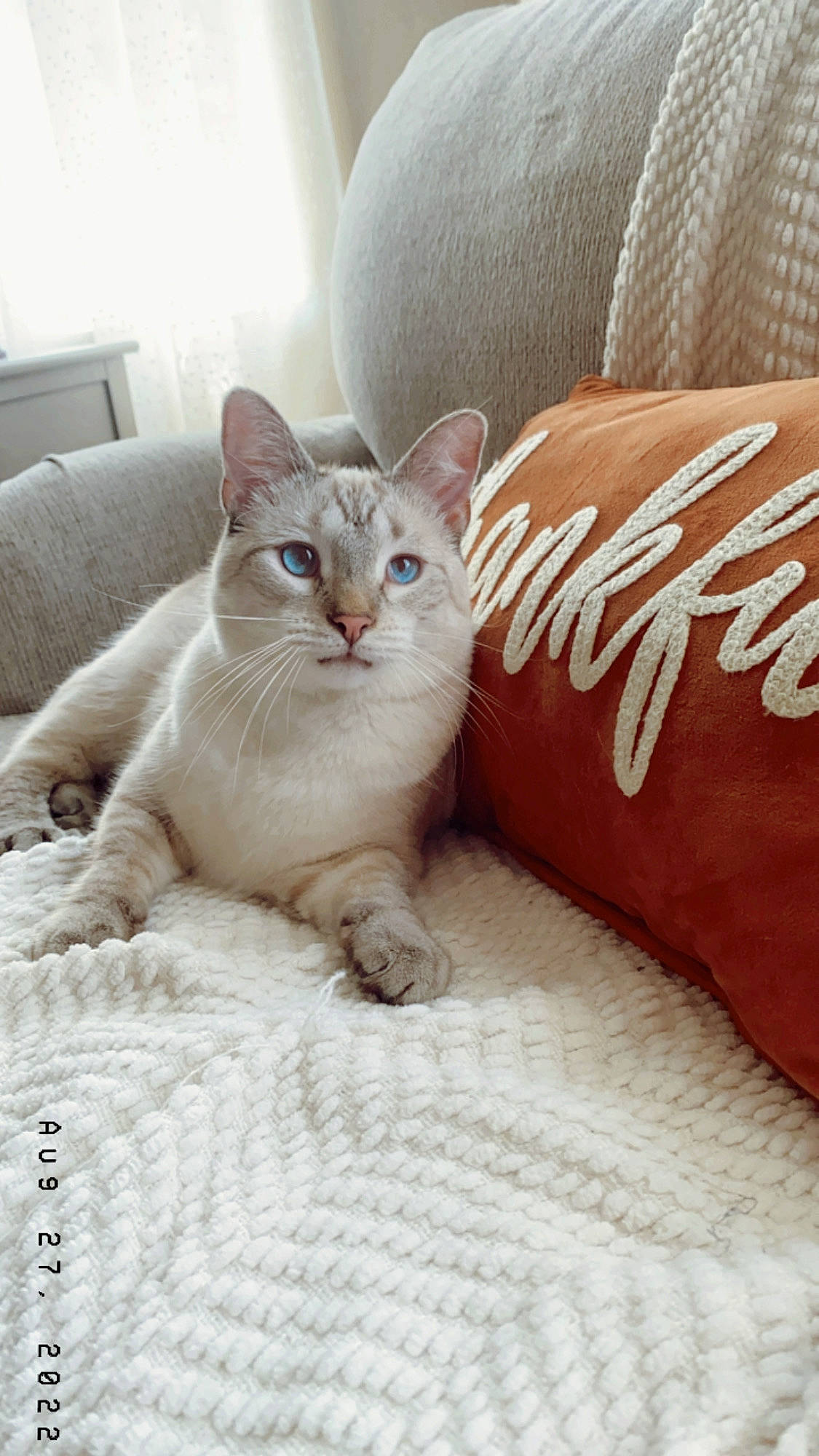 Atticus joined the competition — help win amazing prizes! bedding, carnivore, cat, cat_supply, comfort, domestic_short_haired_cat, felidae, font, fur, linens, paw, pet_supply, sitting, small_to_medium_sized_cats, terrestrial_animal, whiskers