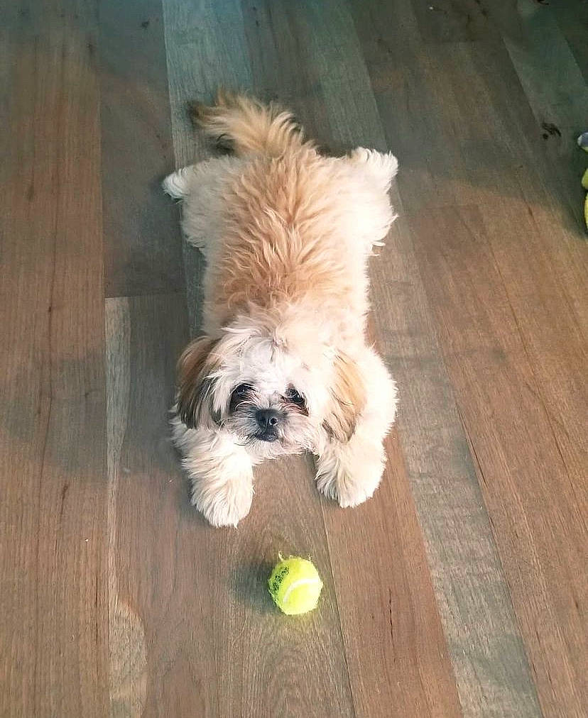 Hazel joined the competition — help win amazing prizes! canidae, carnivore, companion_dog, dog, dog_breed, fawn, flooring, fur, hardwood, liver, plank, shih_tzu, small_terrier, snout, tail, terrier, toy_dog, wood, wood_stain, working_animal