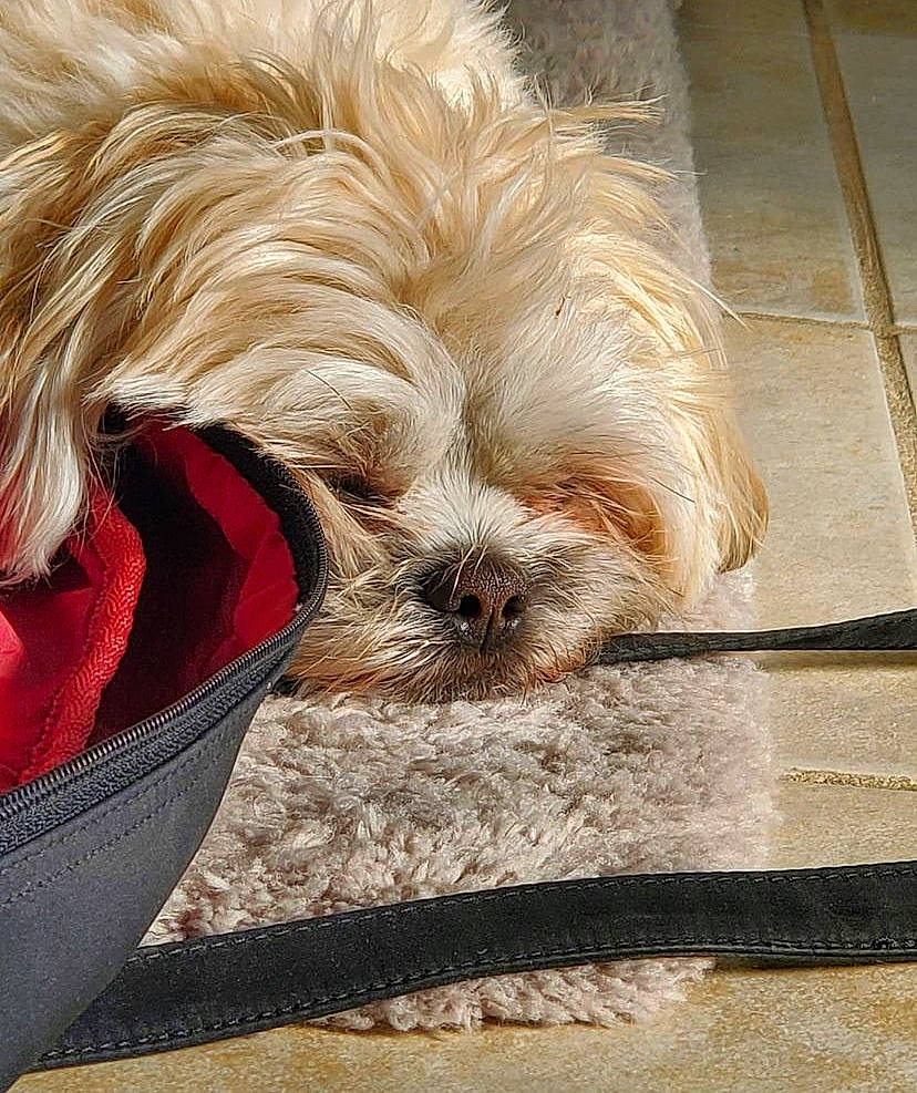 Hazel is registered to the contest to win money with this photo: carnivore, comfort, companion_dog, dog, dog_breed, dog_supply, fawn, flooring, fur, liver, mammal, pet_supply, shih_poo, shih_tzu, small_terrier, terrier, toy_dog, whiskers, wood, working_animal