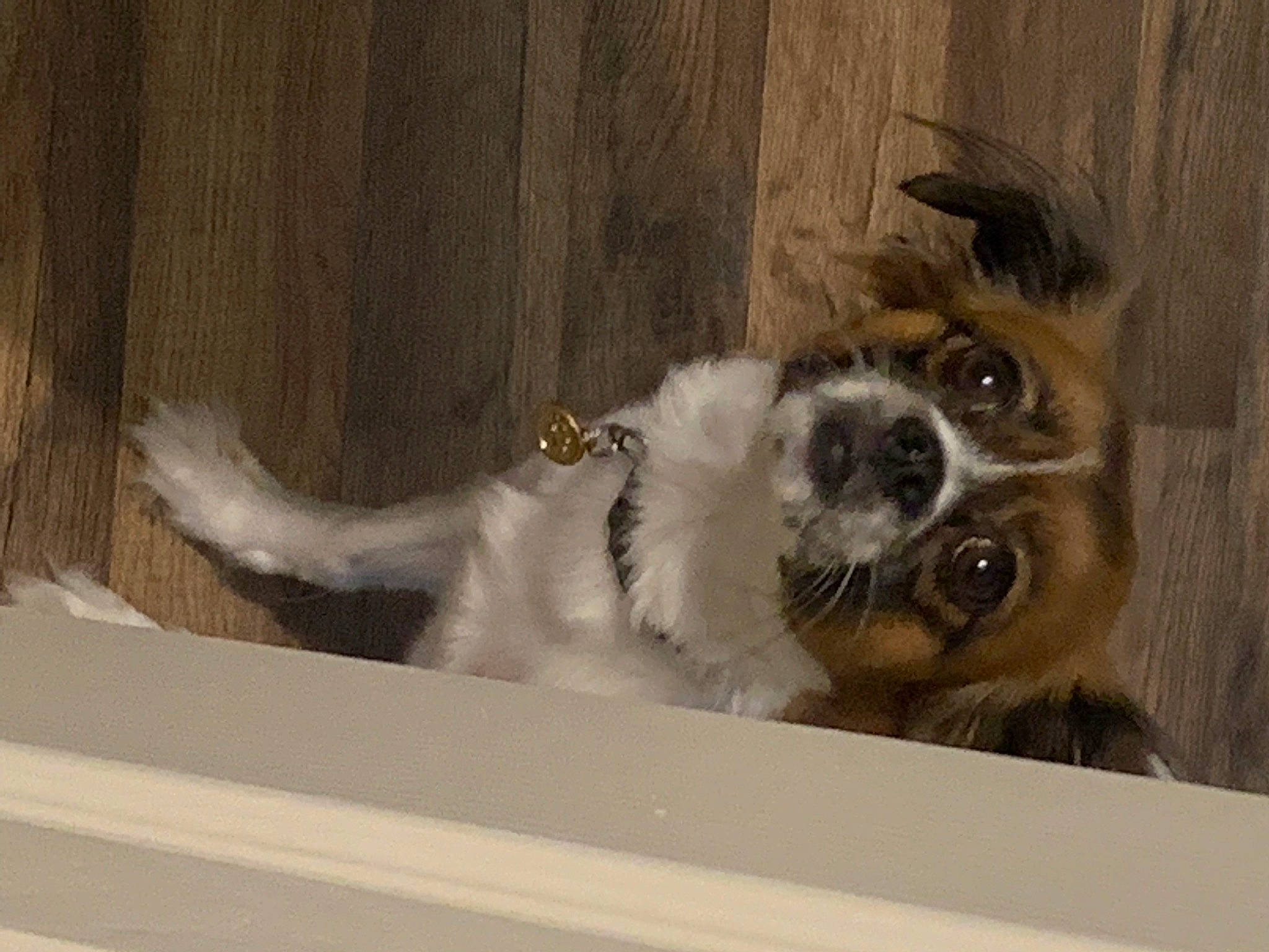 Cardi is registered to the contest to win money with this photo: canidae, carnivore, companion_dog, dog, dog_breed, dog_collar, dog_supply, door, fawn, fur, herding_dog, paw, sporting_group, tail, terrestrial_animal, whiskers, wood, working_animal, working_dog