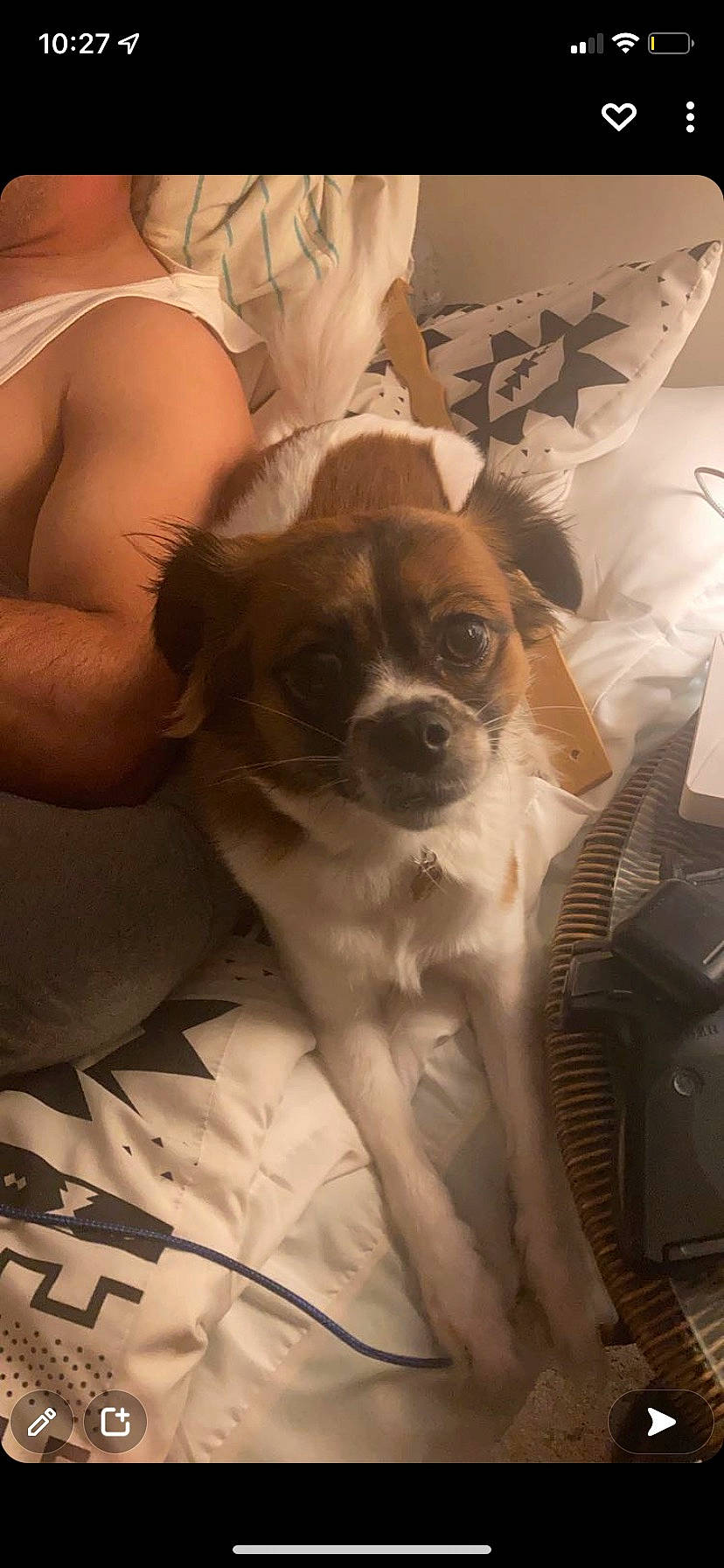 Cardi joined the competition — help win amazing prizes! bed, carnivore, chihuahua, comfort, companion_dog, couch, dog, dog_breed, elbow, eyewear, fawn, fur, goggles, linens, snout, sporting_group, sunglasses, toy_dog, whiskers, working_animal