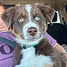 Cooper joined the competition — help win amazing prizes! puppy, dog, heterochromia, blue_eye, brown_eye, fur, collar, pet, car_interior, seatbelt, person, purple_shirt, closeup, cute, young_dog, sitting, indoor, animal, companion, portrait
