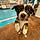 Cooper