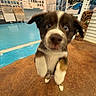 Cooper is registered to the contest to win money with this photo: puppy, dog, jumping, curious, indoor, showroom, tiles, floor, brown, white, blurred, playful, cute, tiki_mask, wall, samples, ears, paws, nose, excited