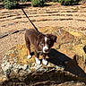 Cooper joined the competition — help win amazing prizes! animal, blue_eyes, brown_fur, bushes, canine, curious, daylight, dog, garden, gravel, leash, nature, outdoor, pet, puppy, rock, standing, sunlight, white_paws, young_dog