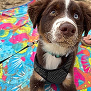 Cooper is registered to the contest to win money with this photo: puppy, dog, beach, sand, harness, heterochromia, blue_eye, brown_eye, colorful_blanket, footwear, sandal, leash, outdoor, closeup, pet, cute, animal, summer, playful, young_dog