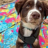 puppy, dog, beach, sand, harness, heterochromia, blue_eye, brown_eye, colorful_blanket, footwear, sandal, leash, outdoor, closeup, pet, cute, animal, summer, playful, young_dog