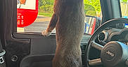 Cooper joined the competition — help win amazing prizes! alert, brown_dog, car_interior, collar, curious, dashboard, daylight, dog, gas_station, greenery, jeep, nature, outdoor, paw, pet, roadside, seat, steering_wheel, vehicle, window