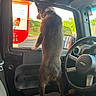 alert, brown_dog, car_interior, collar, curious, dashboard, daylight, dog, gas_station, greenery, jeep, nature, outdoor, paw, pet, roadside, seat, steering_wheel, vehicle, window