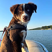 Cooper joined the competition — help win amazing prizes! animal, black, boat, brown, calm, dog, harness, heterochromia, lake, leash, nature, outdoor, pet, portrait, puppy, sky, summer, sunlight, water, white