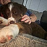 Cooper joined the competition — help win amazing prizes! animal, blanket, brown, closeup, comfort, couch, cozy, cute, dog, furry, hand, indoor, paws, person, pet, puppy, relaxing, resting, sleepy, white