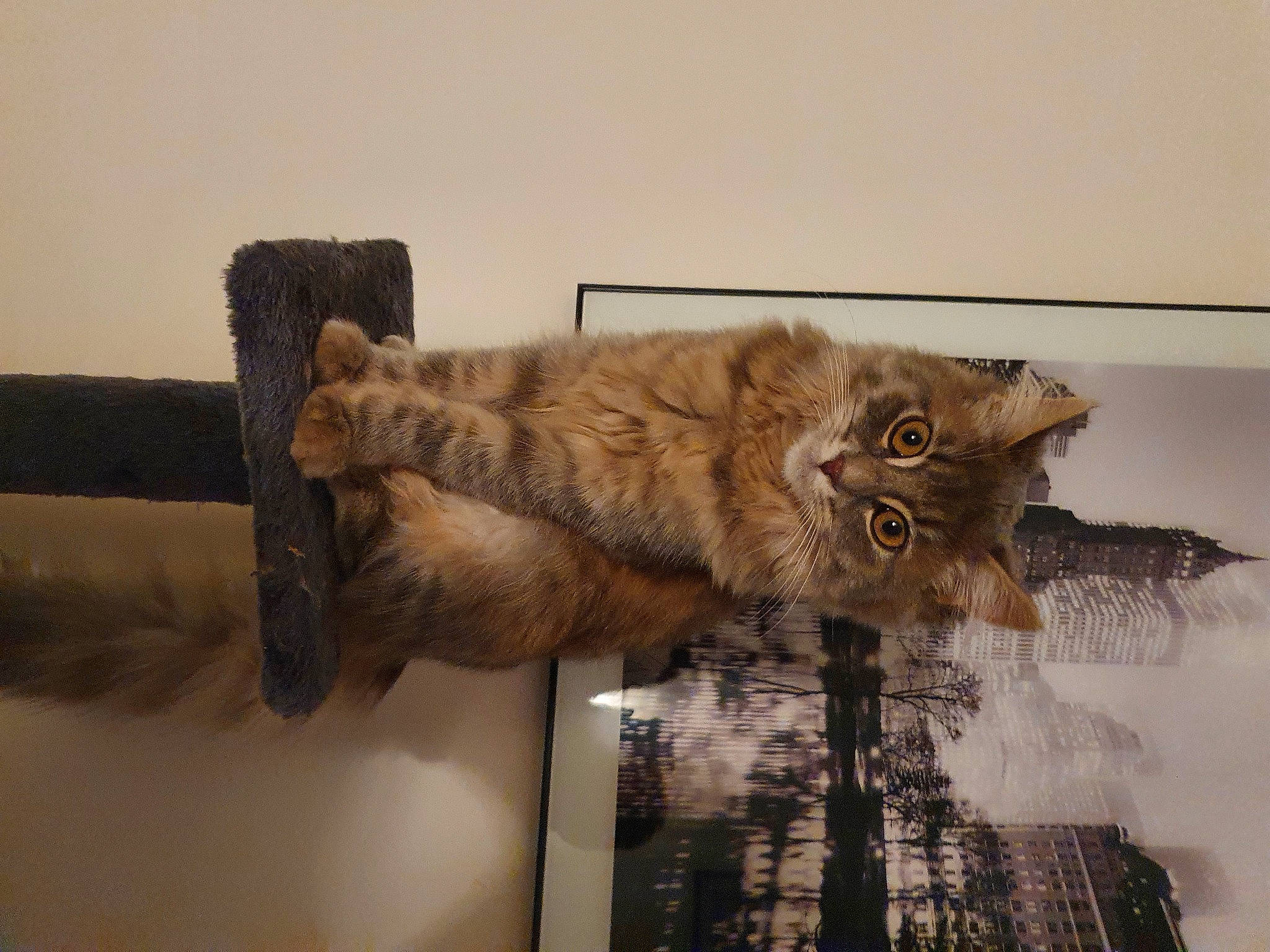 Lili a rejoint le concours — aidez-le/la à gagner de superbes lots ! art, brown, carnivore, cat, claw, collection, domestic_short_haired_cat, fawn, felidae, fur, hardwood, room, shelf, small_to_medium_sized_cats, tail, terrestrial_animal, tourist_attraction, visual_arts, whiskers, wood