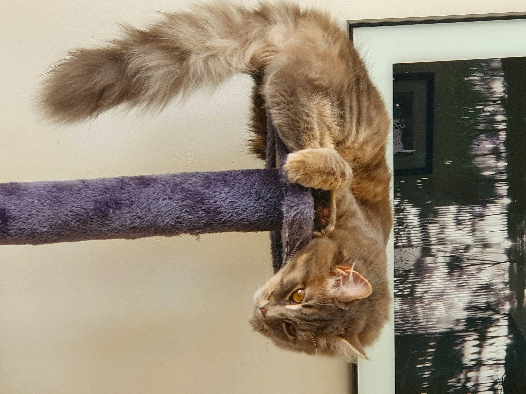 Lili a rejoint le concours — aidez-le/la à gagner de superbes lots ! carnivore, cat, claw, fawn, felidae, fur, mammal, natural_material, pet_supply, plant, small_to_medium_sized_cats, snout, tail, terrestrial_animal, tree, trunk, twig, whiskers, wildlife, wood