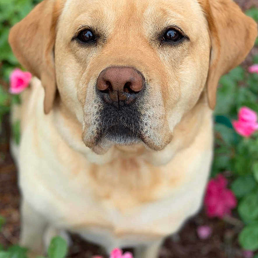 Bella is registered to the contest to win money with this photo: animal, bulldog, canine, dog, face, flower, goldenretriever, head, hound, labradorretriever, person, pet, petal, photography, plant, portrait, puppy, rose, smelling, whitedog