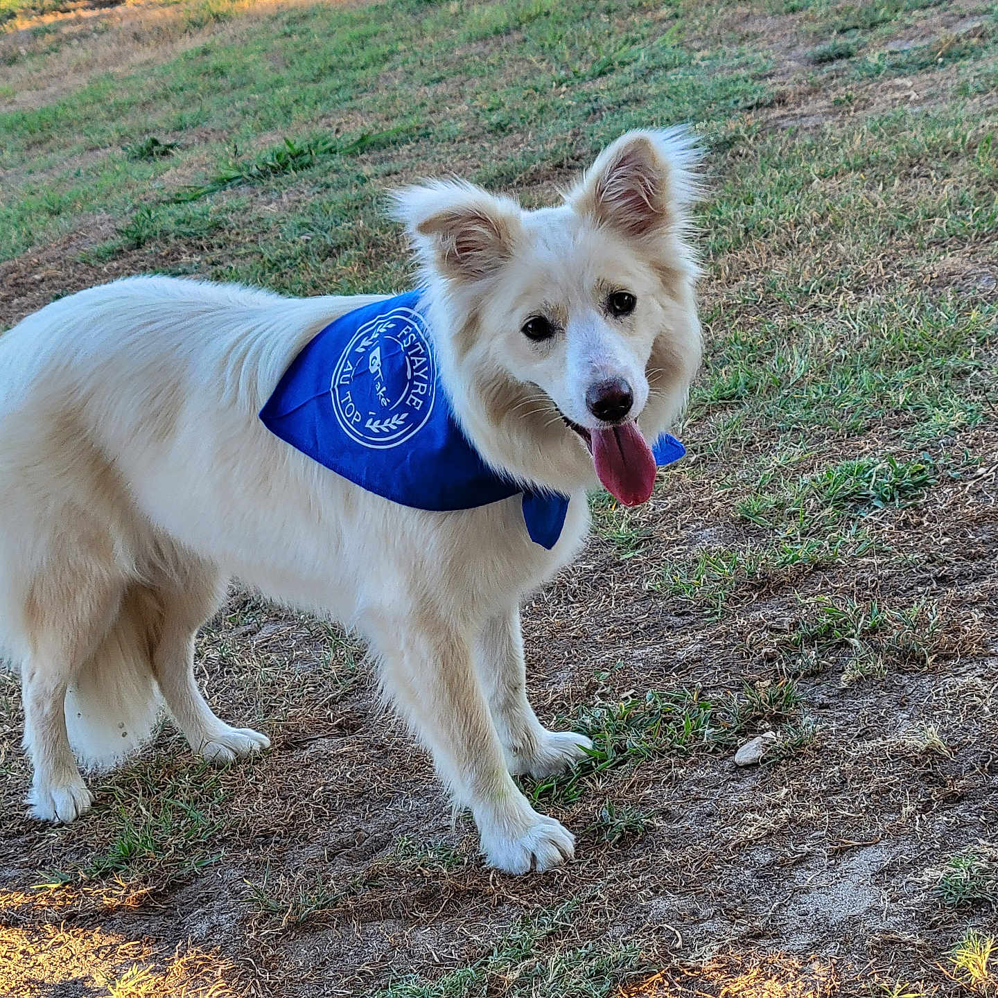 Lya participe au concours pour gagner de l'argent avec cette photo : dog, white_dog, bandana, blue_bandana, grass, outdoor, pet, canine, happy, tongue_out, ears_up, animal, standing, nature, sunlight, field, playful, friendly, fur, companion