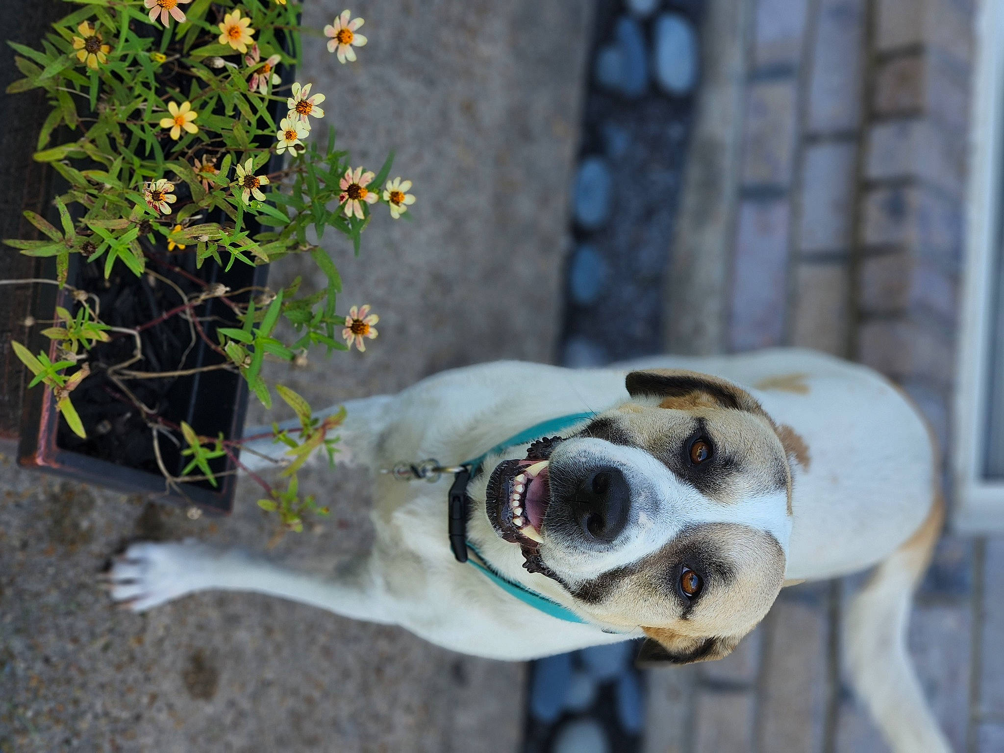 Zeta joined the competition — help win amazing prizes! annual_plant, ball, carnivore, collar, companion_dog, dog, dog_breed, dog_collar, dog_supply, eyewear, fawn, flower, grass, leash, pet_supply, plant, snout, sporting_group, whiskers, working_animal