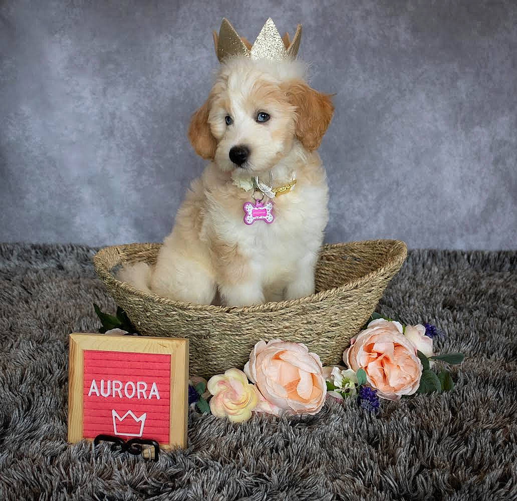 Aurora joined the competition — help win amazing prizes! bowl, carnivore, comfort_food, companion_dog, dog, dog_breed, dog_supply, fawn, font, fur, happy, paw, petal, photo_caption, spitz, sporting_group, tail, toy, toy_dog, whiskers