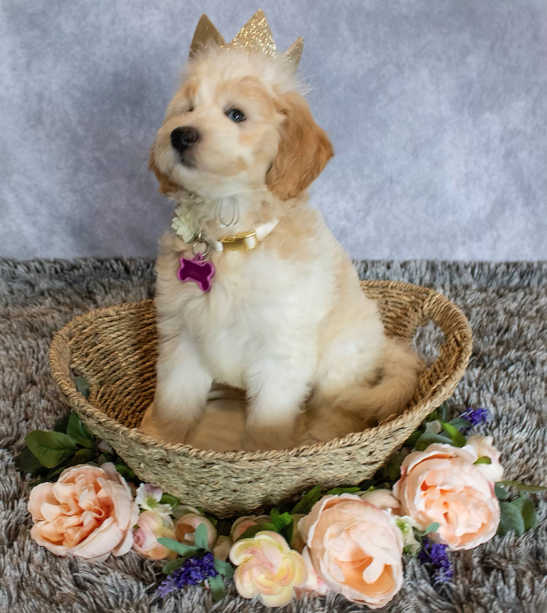 Aurora is registered to the contest to win money with this photo: art, basket, canidae, carnivore, companion_dog, cut_flowers, dog, dog_breed, dog_supply, fashion_accessory, fawn, floral_design, flower, flower_arranging, pet_supply, petal, rose, serveware, toy_dog, working_animal