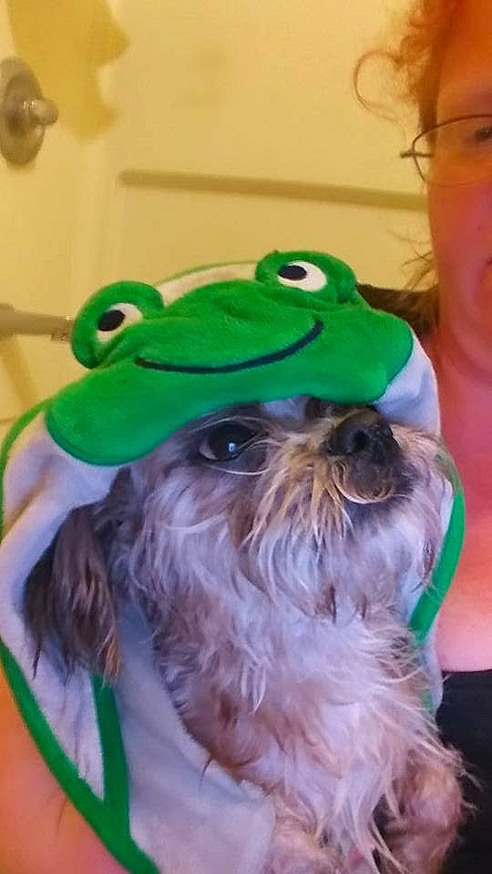 Chewbacca joined the competition — help win amazing prizes! beard, carnivore, companion_dog, dog, dog_breed, dog_supply, eyewear, fur, glasses, goggles, hair, hat, head, personal_protective_equipment, snout, sporting_group, sunglasses, toy_dog, vision_care, working_animal