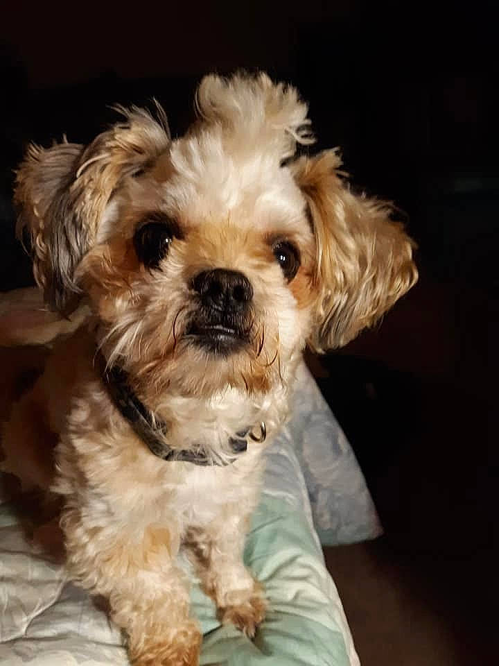 Chewbacca joined the competition — help win amazing prizes! canidae, carnivore, companion_dog, dog, dog_breed, fur, hair, labradoodle, maltepoo, non_sporting_group, poodle, shih_poo, small_terrier, snout, sporting_group, terrier, toy_dog, water_dog, working_animal, yorkipoo