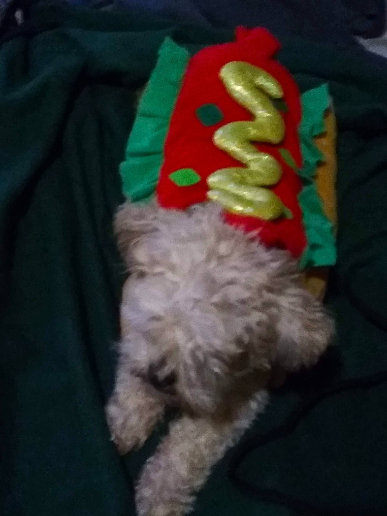 Chewbacca joined the competition — help win amazing prizes! canidae, carnivore, companion_dog, dog, dog_breed, dog_clothes, dog_supply, fur, labradoodle, maltepoo, mammal, poodle, poodle_crossbreed, small_terrier, sporting_group, stuffed_toy, tail, terrier, toy_dog, wool