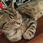 Tucker joined the competition — help win amazing prizes! cat, tabby, sleeping, feline, pet, whiskers, fur, indoor, wooden_surface, closeup, relaxed, domestic_animal, striped, paw, resting, household, blanket, laundry_basket, fabric, cozy