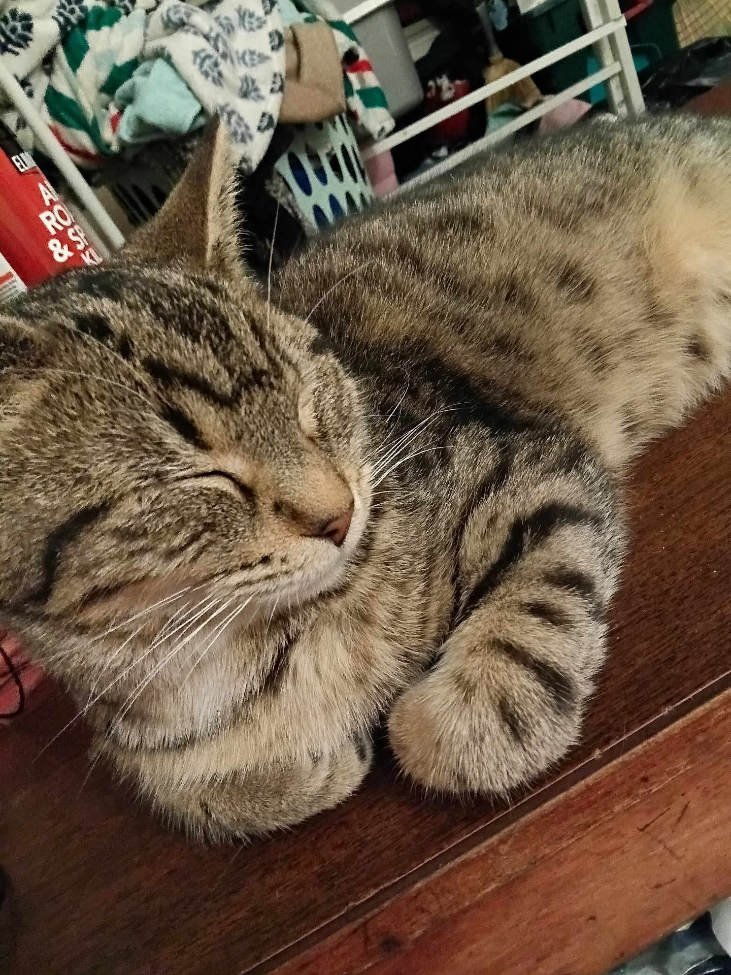 Tucker joined the competition — help win amazing prizes! cat, tabby, sleeping, feline, pet, whiskers, fur, indoor, wooden_surface, closeup, relaxed, domestic_animal, striped, paw, resting, household, blanket, laundry_basket, fabric, cozy