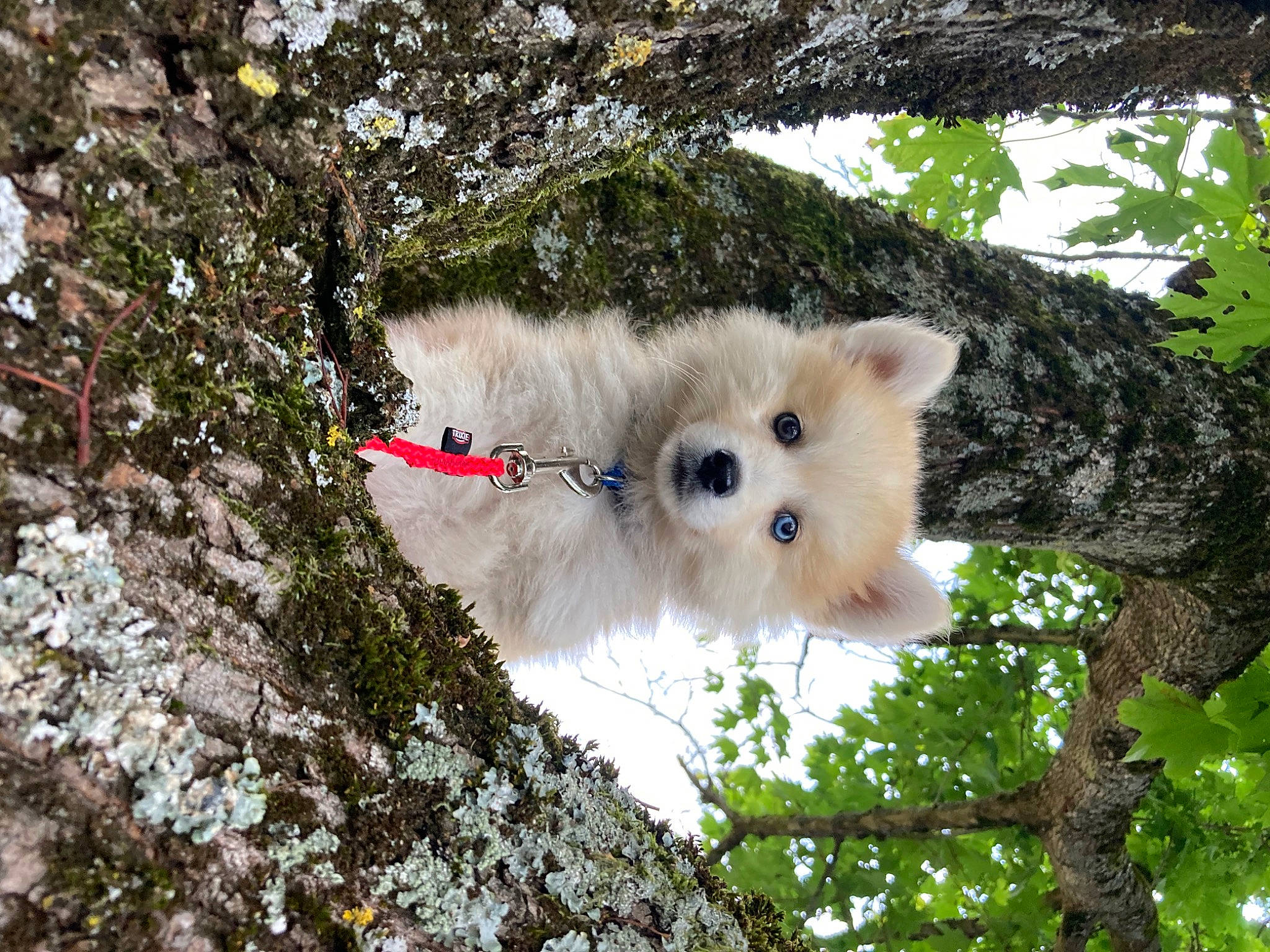 Paco participe au concours pour gagner de l'argent avec cette photo : bear, canidae, canis, carnivore, dog, dog_breed, fawn, fur, non_sporting_group, plant, sky, slope, snout, tail, toy, tree, trunk, twig, winter