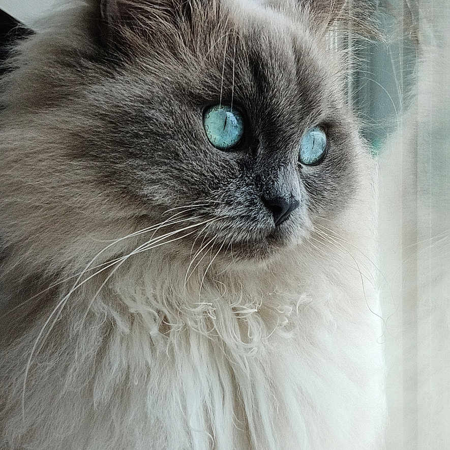 Shelby participe au concours pour gagner de l'argent avec cette photo : abyssinian, angora, animal, cat, kitten, manx, pet, siamese, snout