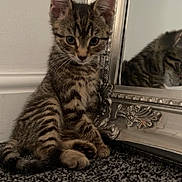 Mojo is registered to the contest to win money with this photo: kitten, cat, tabby, reflection, mirror, carpet, indoor, pet, animal, fur, whiskers, ears, paws, cute, curious, young, small, striped, domestic, feline