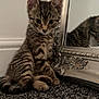 kitten, cat, tabby, reflection, mirror, carpet, indoor, pet, animal, fur, whiskers, ears, paws, cute, curious, young, small, striped, domestic, feline
