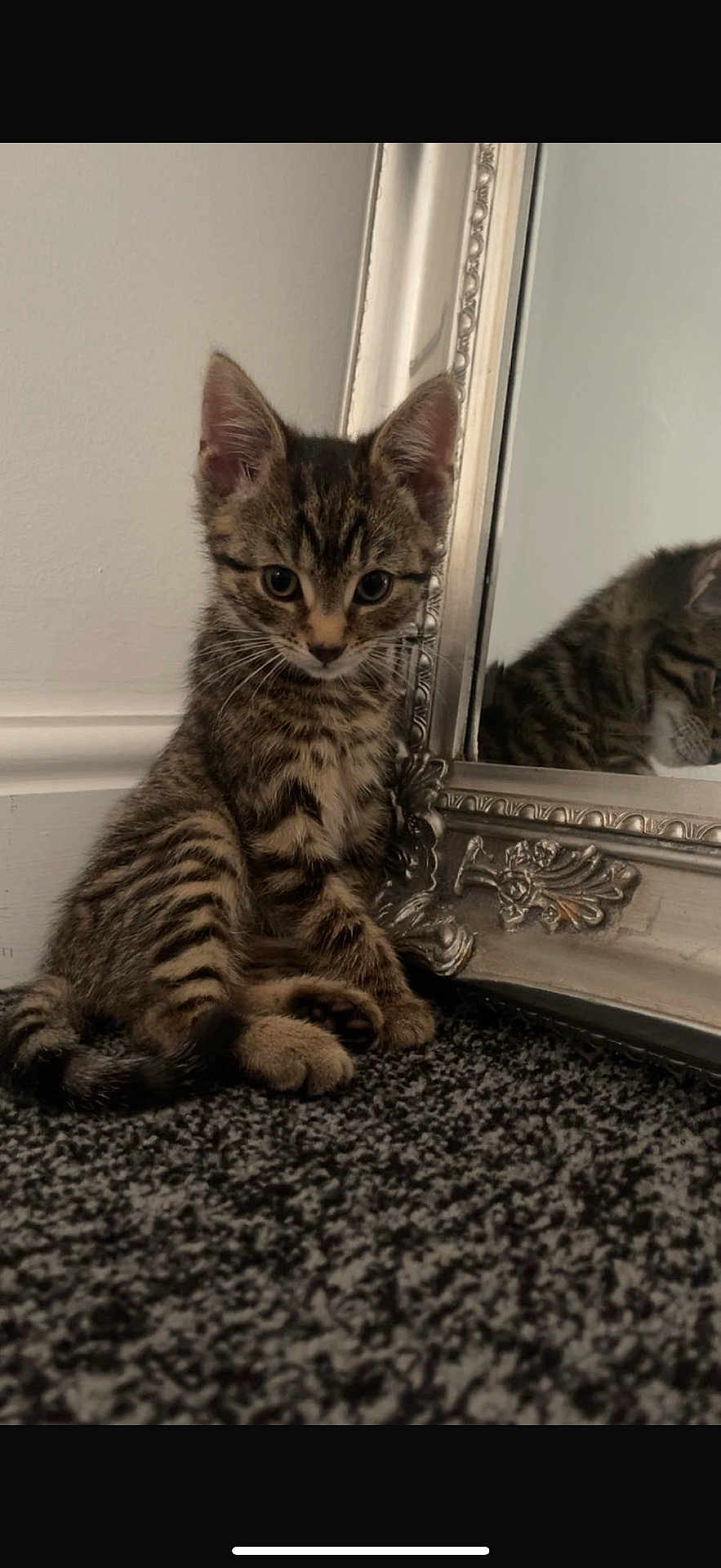 Mojo is registered to the contest to win money with this photo: kitten, cat, tabby, reflection, mirror, carpet, indoor, pet, animal, fur, whiskers, ears, paws, cute, curious, young, small, striped, domestic, feline
