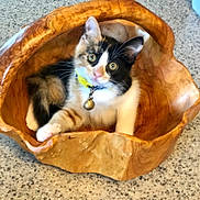 Squeak is registered to the contest to win money with this photo: animal, bell, calico, cat, closeup, collar, curious, cute, domestic_cat, feline, fur, indoor, kitten, paw, pet, resting, tabletop, whiskers, wooden_bowl, young