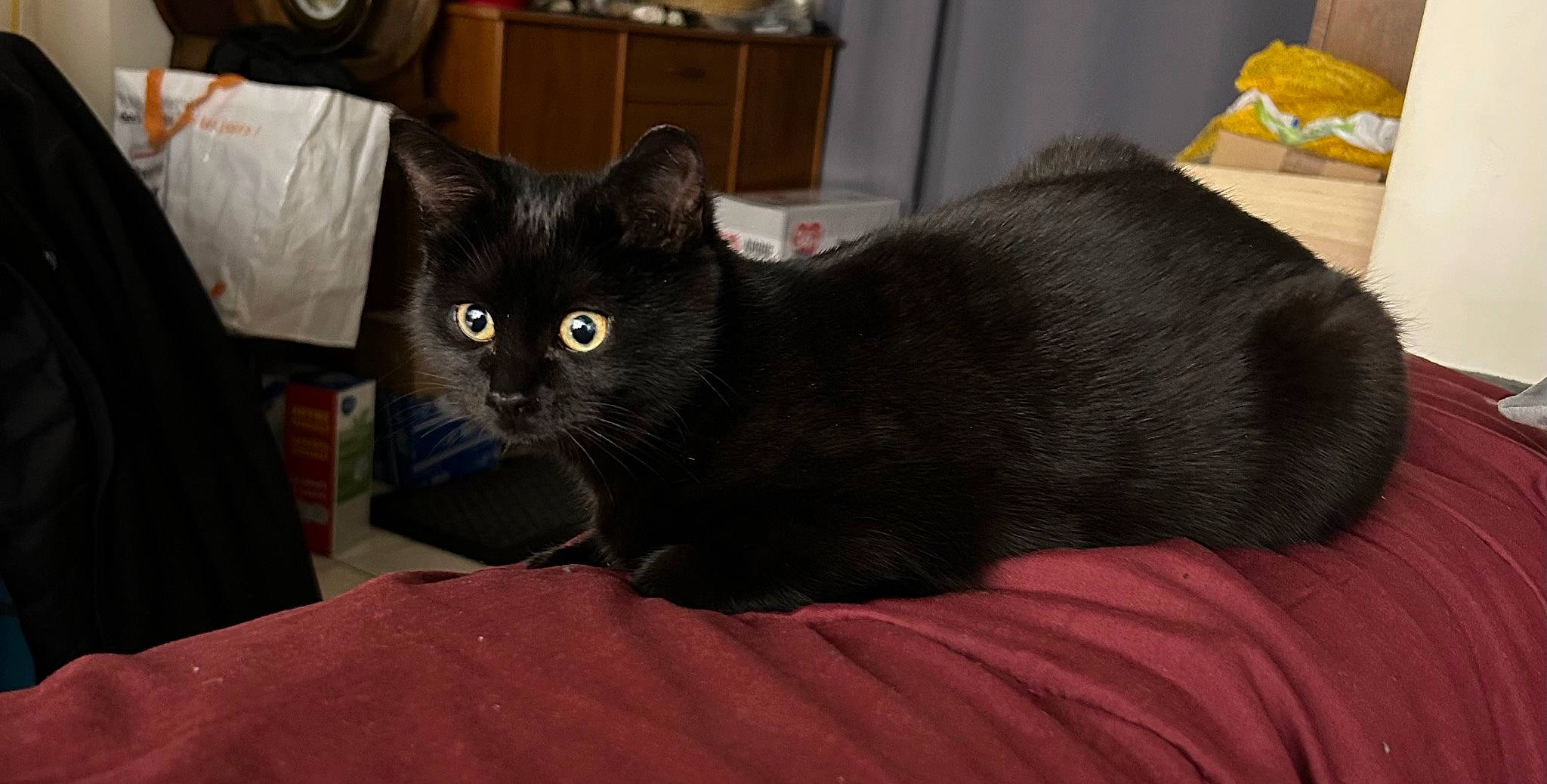 Freya a rejoint le concours — aidez-le/la à gagner de superbes lots ! black_cat, box, cabinetry, carnivore, cat, chest_of_drawers, comfort, cupboard, domestic_short_haired_cat, drawer, felidae, fur, grey, room, small_to_medium_sized_cats, tail, terrestrial_animal, whiskers