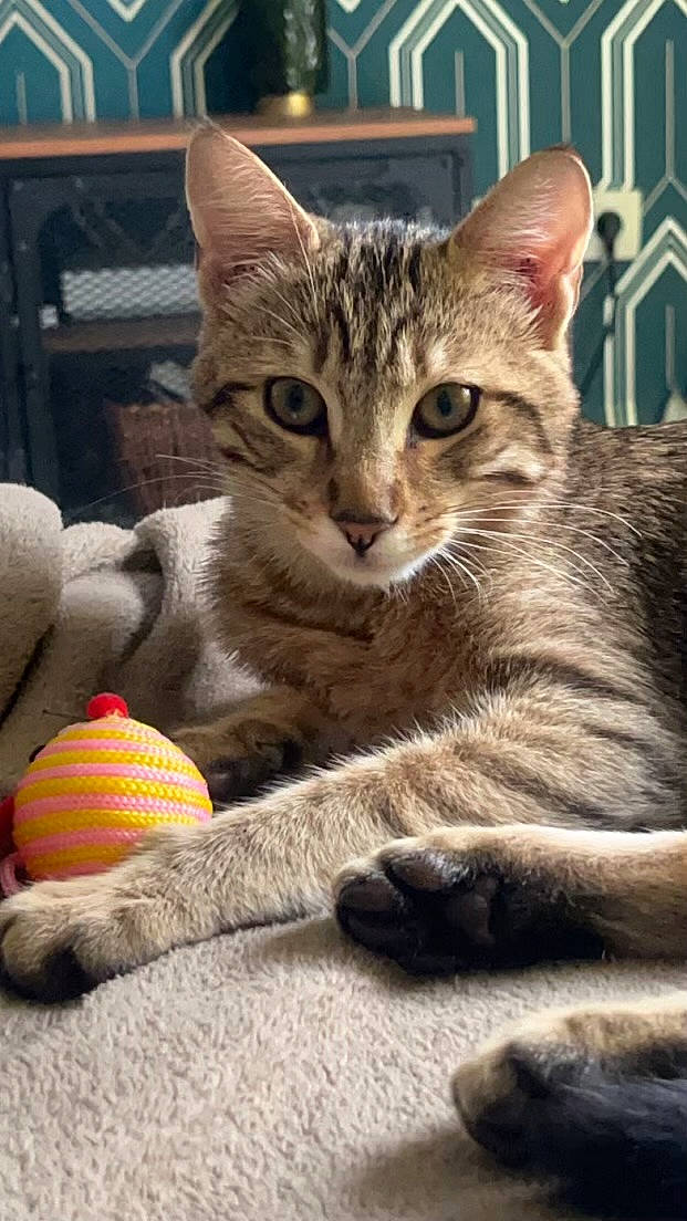 Bali participe au concours pour gagner de l'argent avec cette photo : ball, carnivore, cat, claw, domestic_short_haired_cat, felidae, foot, fur, paw, sitting, small_to_medium_sized_cats, snout, sports_equipment, tail, tennis_ball, terrestrial_animal, tree, whiskers, wildlife, window