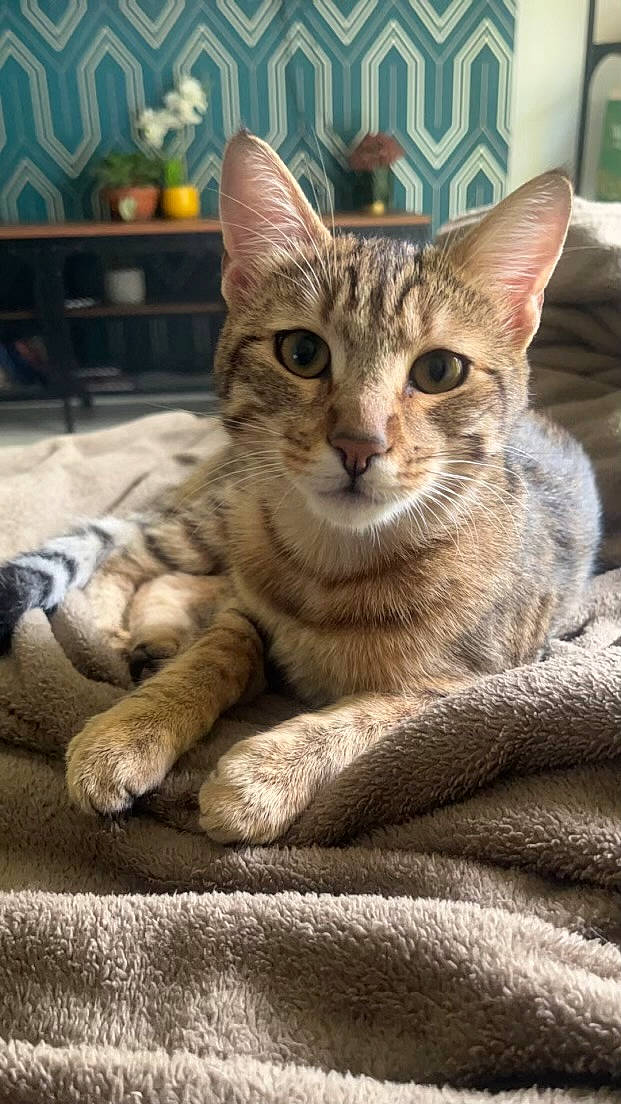 Bali participe au concours pour gagner de l'argent avec cette photo : carnivore, cat, cat_supply, claw, domestic_short_haired_cat, felidae, fur, paw, sitting, small_to_medium_sized_cats, snout, tail, terrestrial_animal, whiskers, wildlife