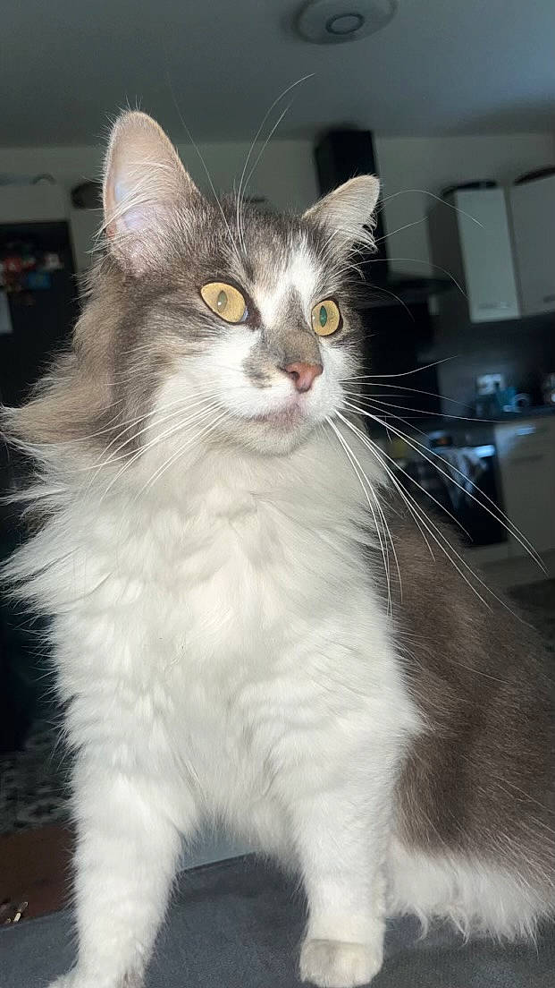 Youngi a rejoint le concours — aidez-le/la à gagner de superbes lots ! carnivore, cat, claw, domestic_short_haired_cat, eye, felidae, fur, paw, small_to_medium_sized_cats, snout, tail, terrestrial_animal, whiskers, window