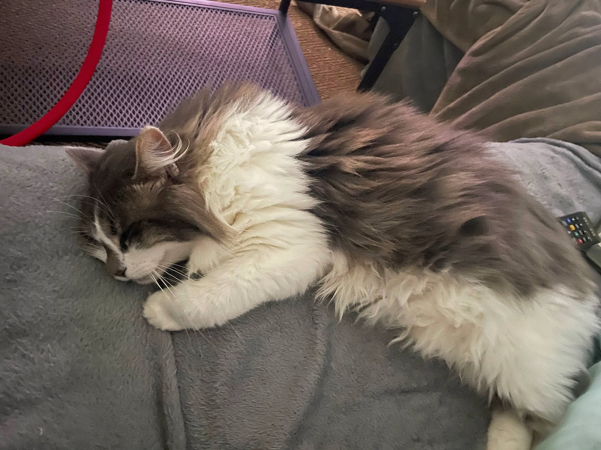 Youngi a rejoint le concours — aidez-le/la à gagner de superbes lots ! carnivore, cat, claw, comfort, domestic_short_haired_cat, felidae, foot, fur, grey, lap, maine_coon, nap, paw, small_to_medium_sized_cats, snout, tail, terrestrial_animal, whiskers